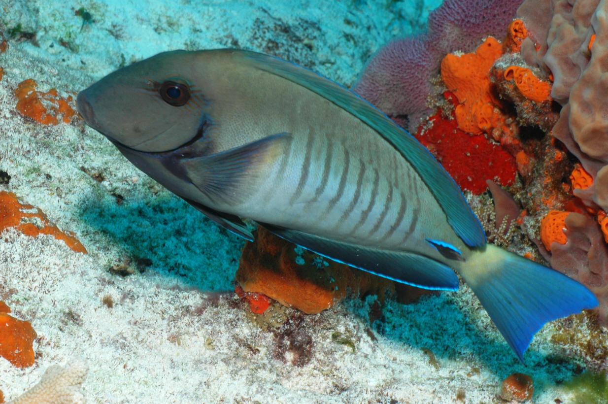 Acanthurus chirurgus